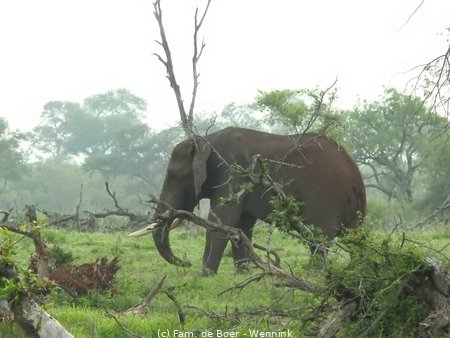 191124_055846-15 Olifant vlak bij ons.JPG